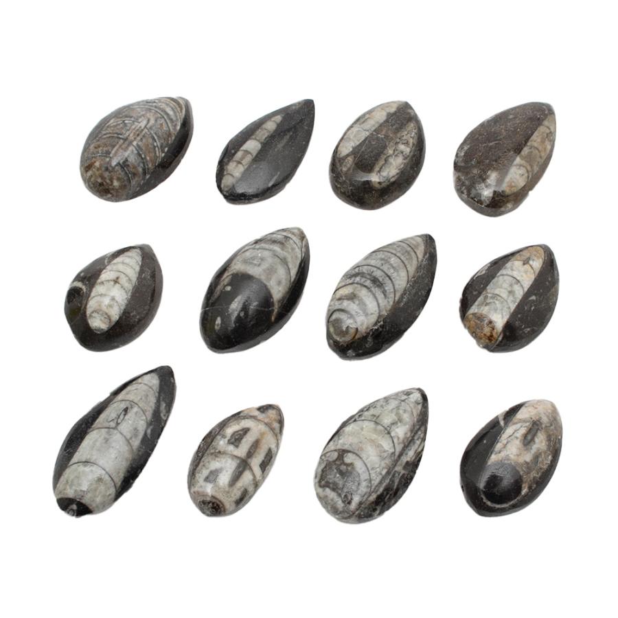 チャーム（charm） 形状お任せ モロッコ産 直角石（オウムガイ） 1個