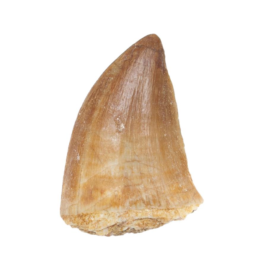 チャーム（charm） 形状お任せ モロッコ産 モササウルスの歯 S 1個