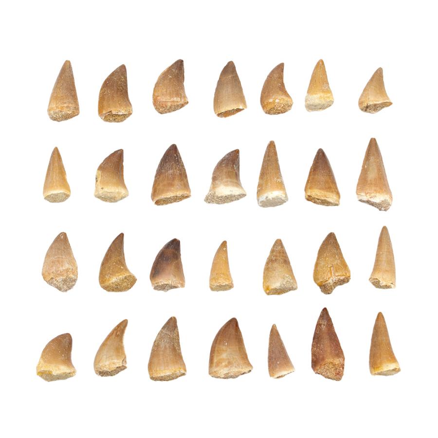 チャーム（charm） 形状お任せ モロッコ産 モササウルスの歯 S 1個