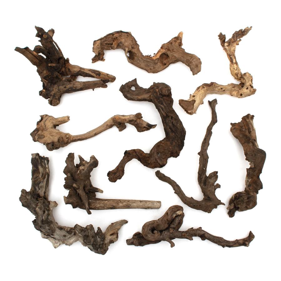 チャーム（charm） 形状お任せ 煮込み済み サンゴウッド Mサイズ（約