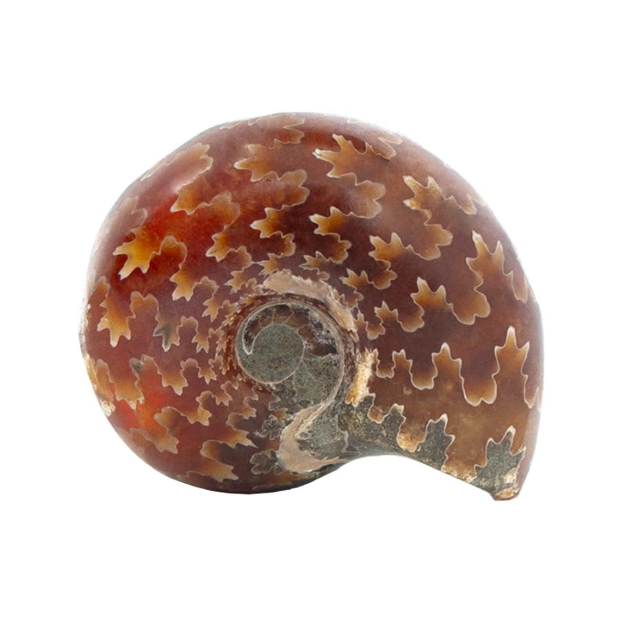 形状お任せ　マダガスカル産　縫合線アンモナイト　Ｓ　１個　白亜紀　化石 | チャーム（ペット）
