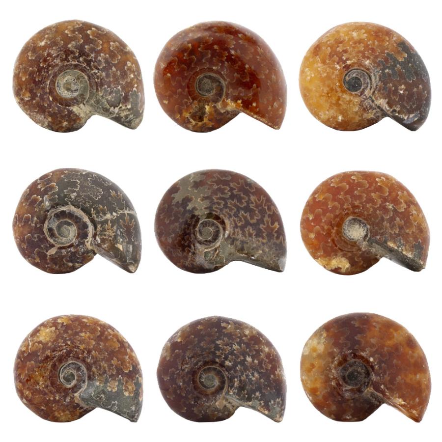 形状お任せ　マダガスカル産　縫合線アンモナイト　Ｓ　１個　白亜紀　化石 | チャーム（ペット） | 01