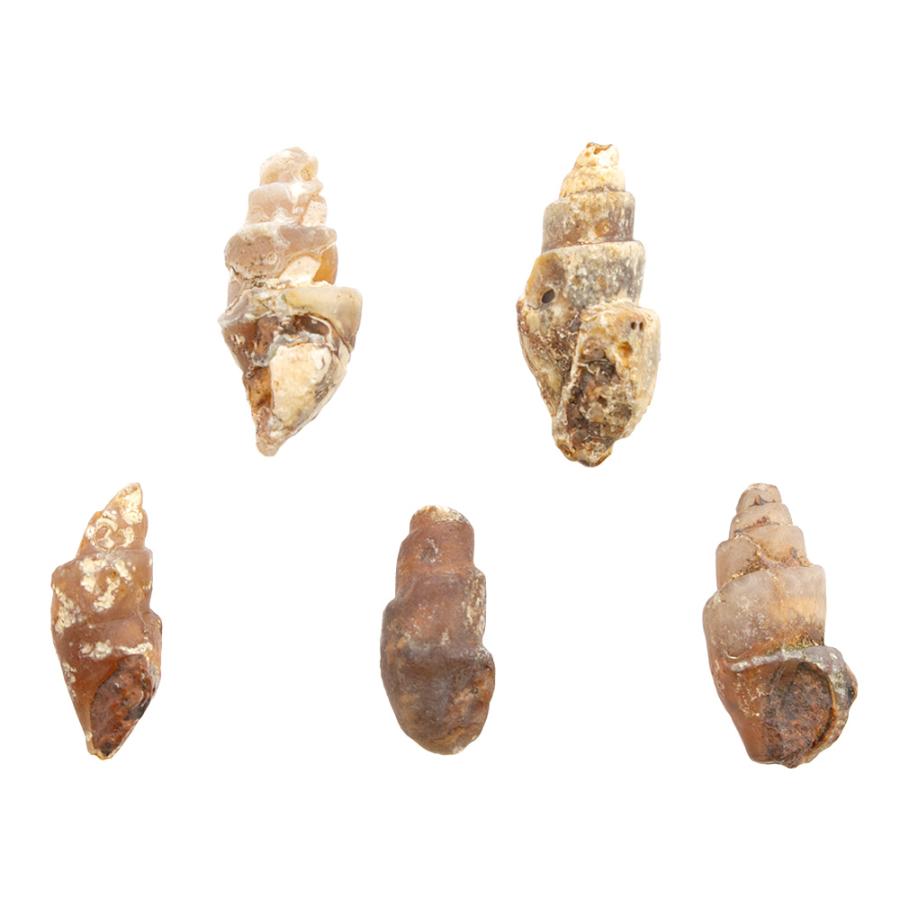 巻貝の化石 約5cm チャーム（charm） モロッコ産 瑪瑙化 巻貝化石 5個 始新世 貝化石
