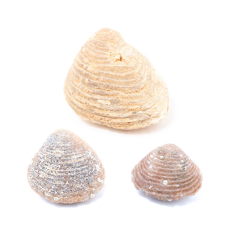 チャーム（charm） モロッコ産 方解石化 二枚貝化石 3個 デボン紀 貝
