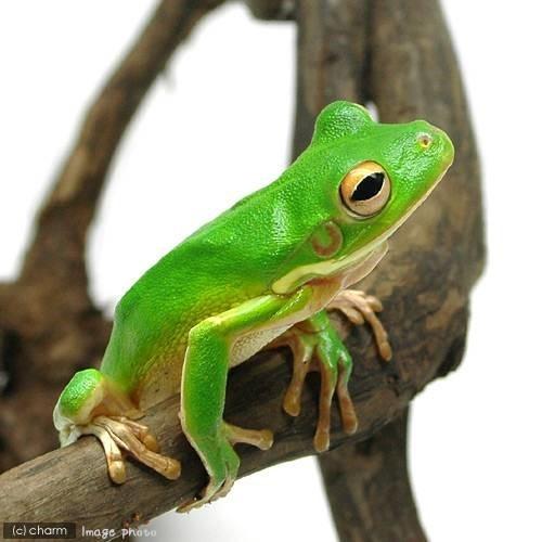 クツワアメガエルとイエアメガエルブルー