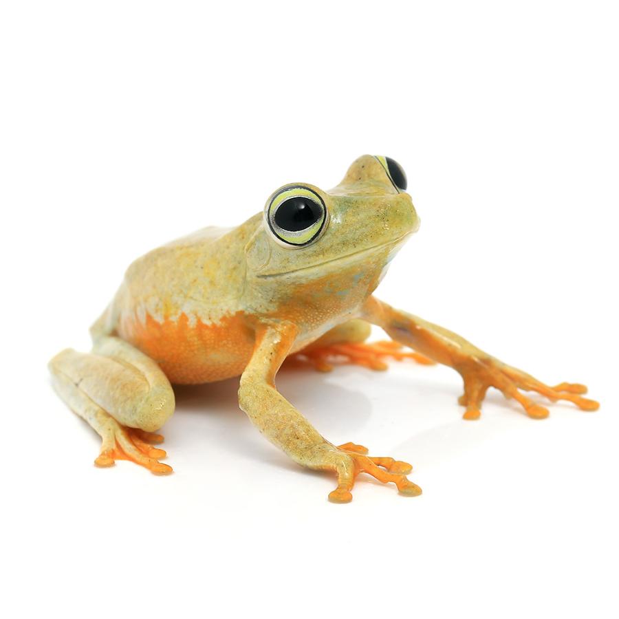 （両生類）ガラガラアマガエル　ＷＣ個体　ＭＬサイズ（１匹） の商品画像