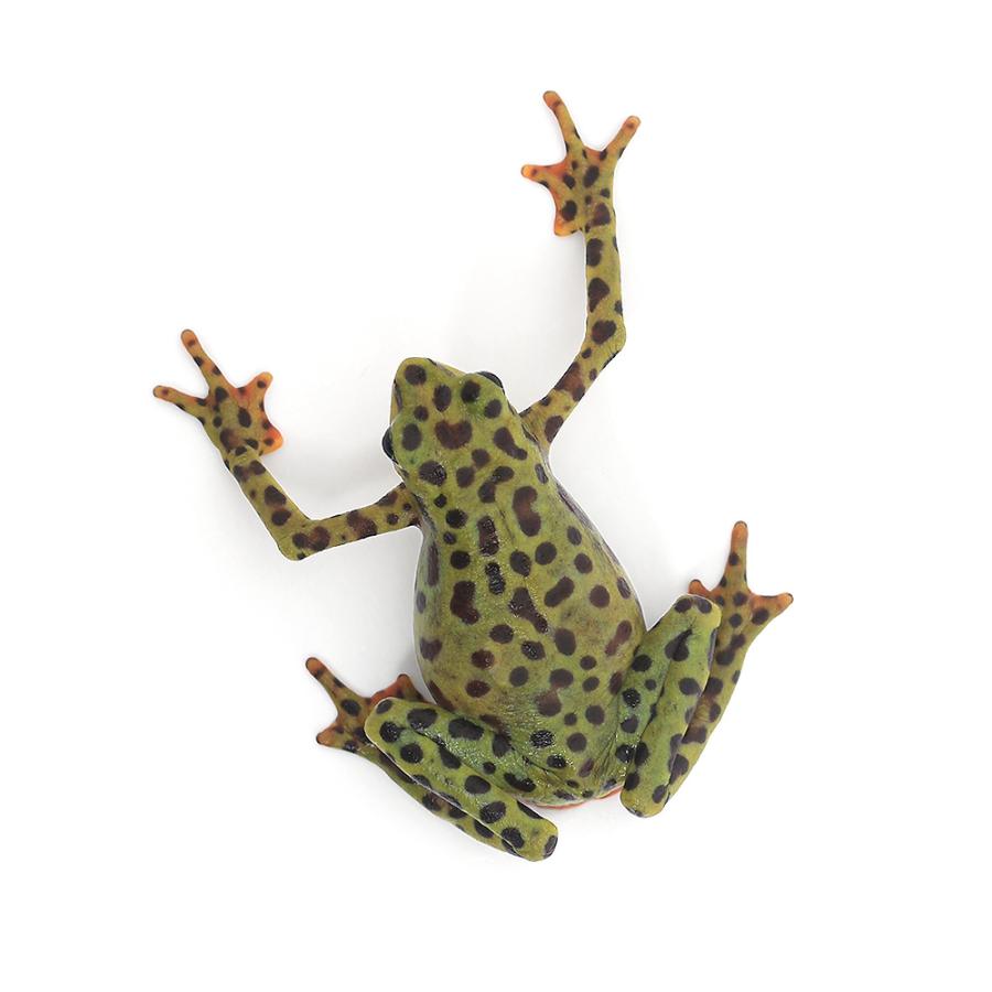 海外品 □（両生類）リオペスカドフキヤガマ　メス（１匹）　沖縄別途送料 【EIM1974198706】(69197円)