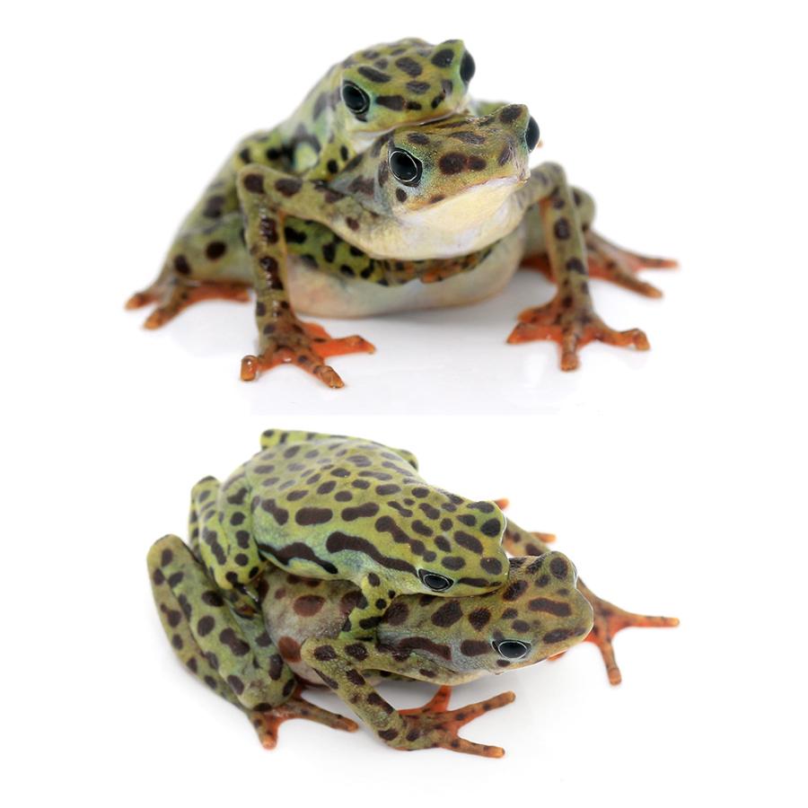 【中古品 】 □（両生類）リオペスカドフキヤガマ　（１ペア）　沖縄別途送料 【DGJ2927417827】(102608円)