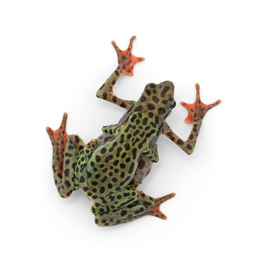 【中古品 】 □（両生類）リオペスカドフキヤガマ　（１ペア）　沖縄別途送料 【DGJ2927417827】(102608円)