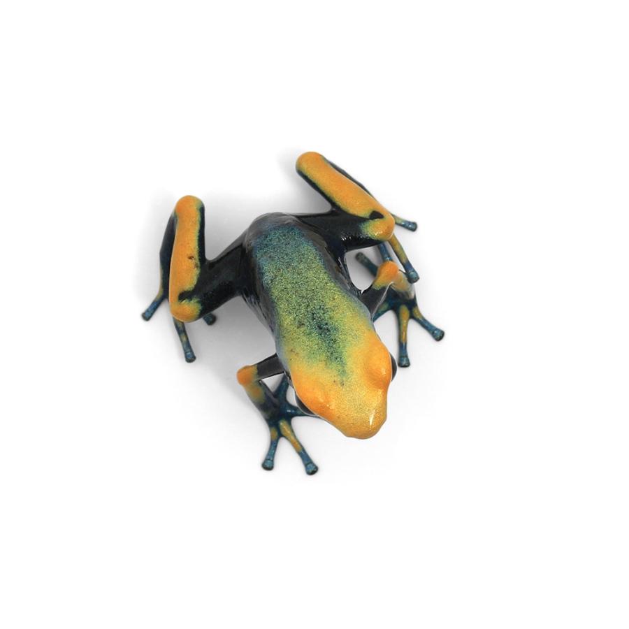 （両生類）アイゾメヤドクガエル　トゥムクマケ“ｔｕｍｕｃｕｍａｑｕｅ”（１匹）　沖縄別途送料　北海道・九州航空便要保温 