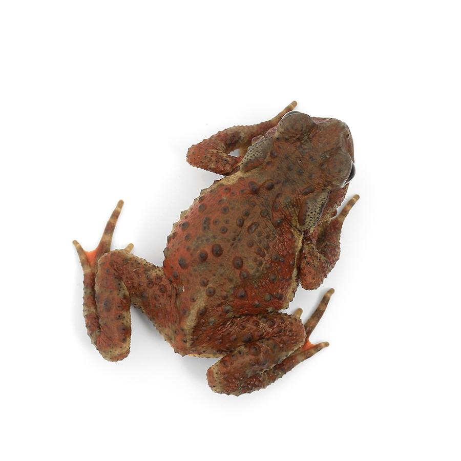 ナガレヒキガエル 1匹 その③
