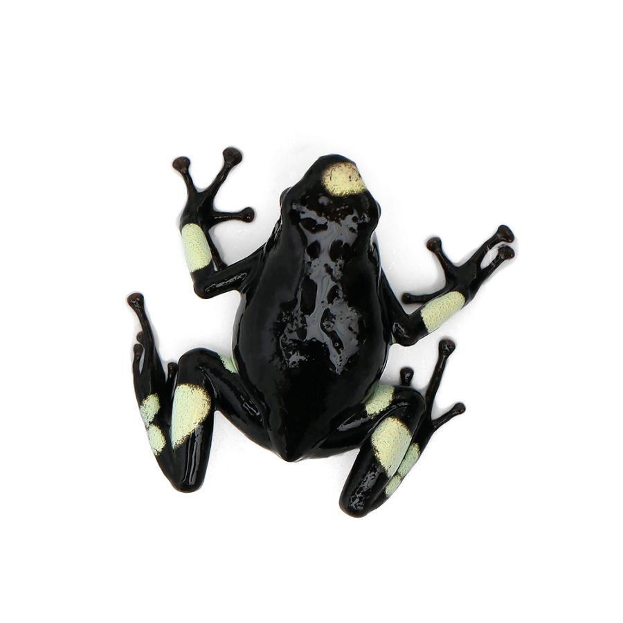 【即購入⭕️】 □（両生類）ハイユウヤドクガエル　ブルズアイクリーム“ｂｕｌｌｓｅｙｅ　ｃｒｅａｍ”（１匹）　沖縄別途送料 【CE2927416801】(102608円)