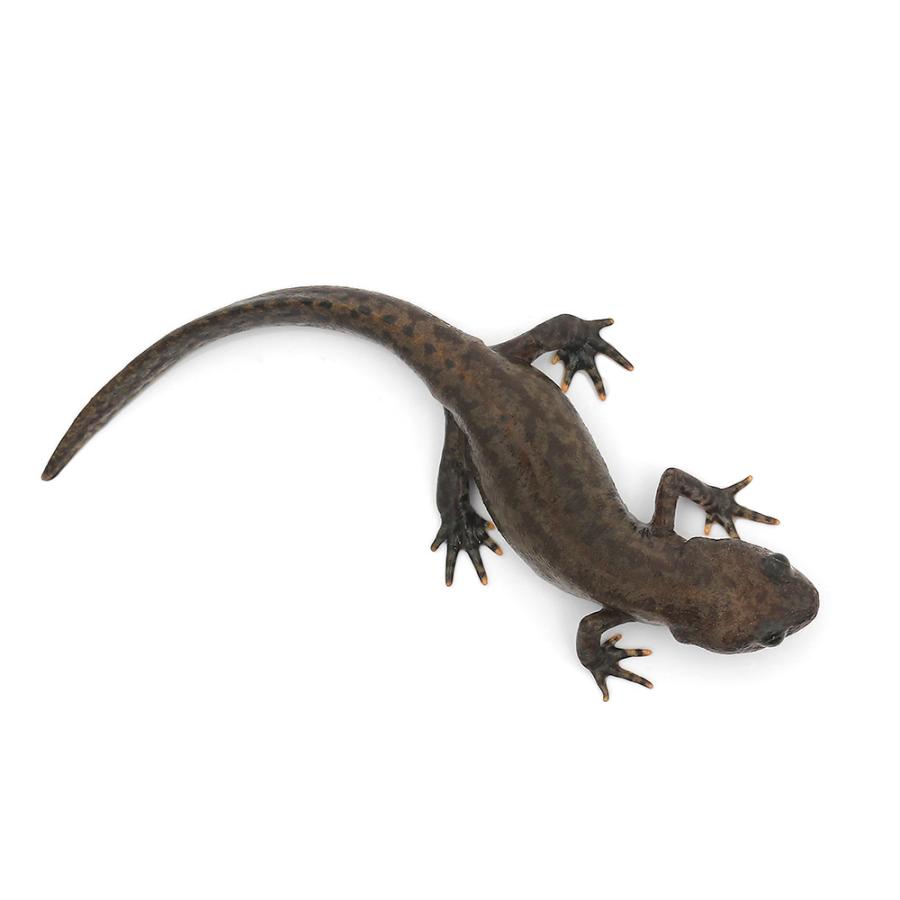 （両生類）アルプスイモリ（ミヤマイモリ）　メス個体（１匹）　沖縄別途送料 