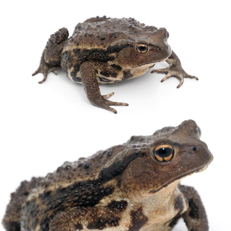 両生類）アズマヒキガエル WC個体 Mサイズ（1匹） 北海道発送禁止