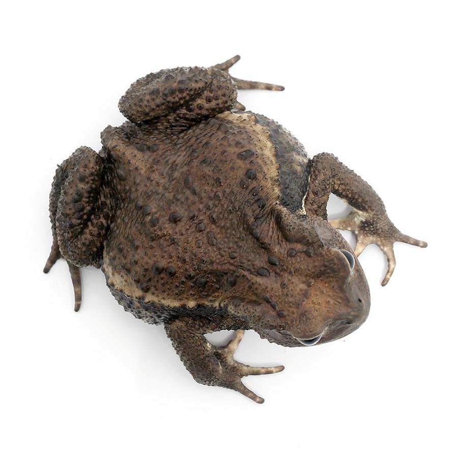 両生類）アズマヒキガエル WC個体 Mサイズ（1匹） 北海道発送禁止
