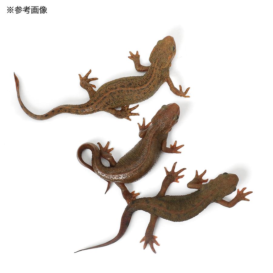 （両生類）アカハライモリ　ハイカラー　ＷＣ個体（１匹）　北海道航空便要保温 |  | 01