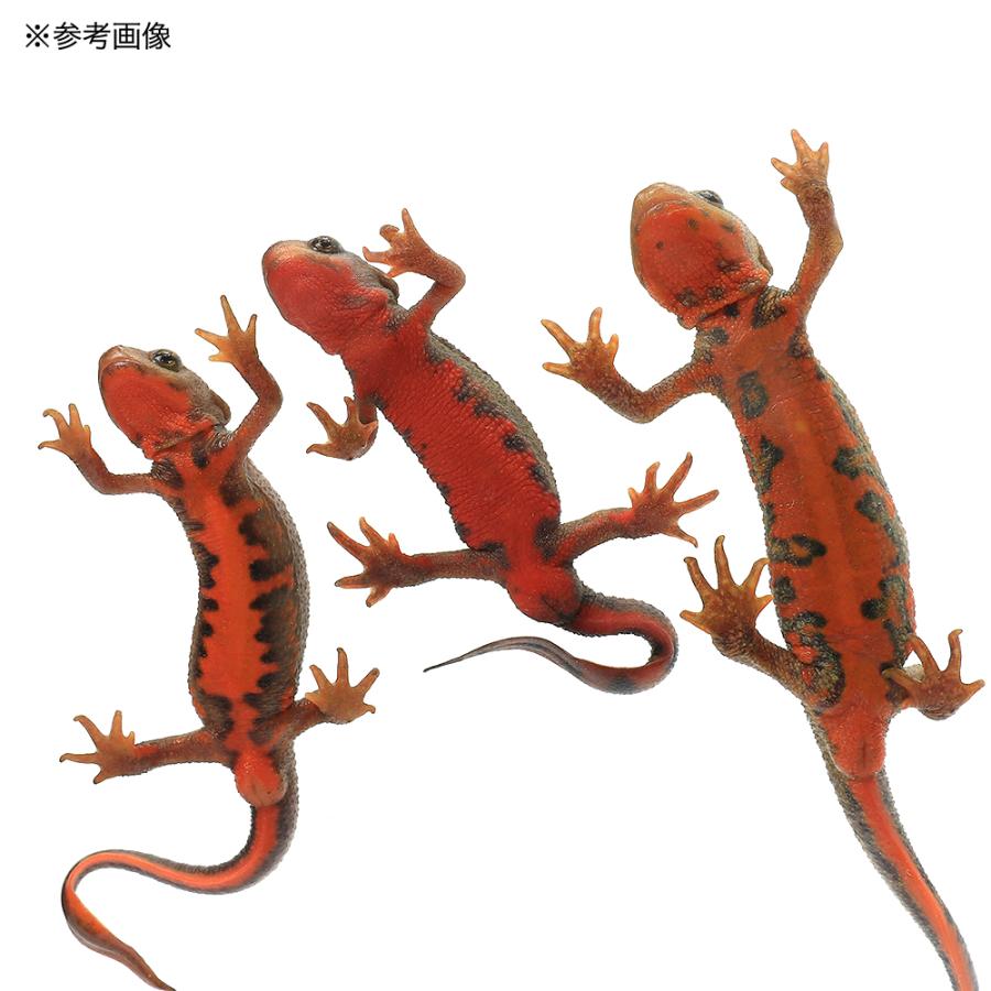 （両生類）アカハライモリ　ハイカラー　ＷＣ個体（１匹）　北海道航空便要保温 |  | 02
