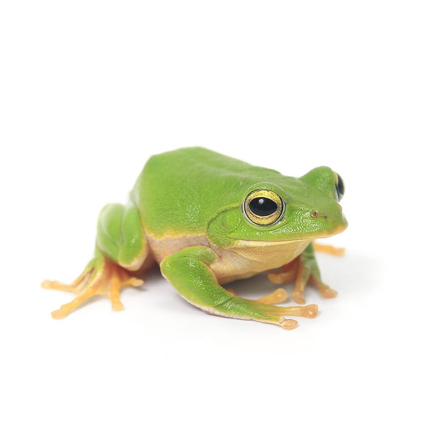 （両生類）シュレーゲルアオガエル　（１匹）　北海道航空便要保温 の商品画像