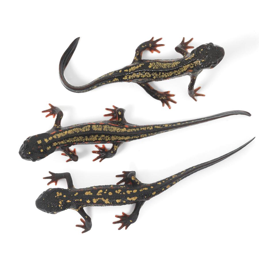 （両生類）オキナワシリケンイモリ　Ｓグレード（１匹）　北海道・九州航空便要保温 |  | 01