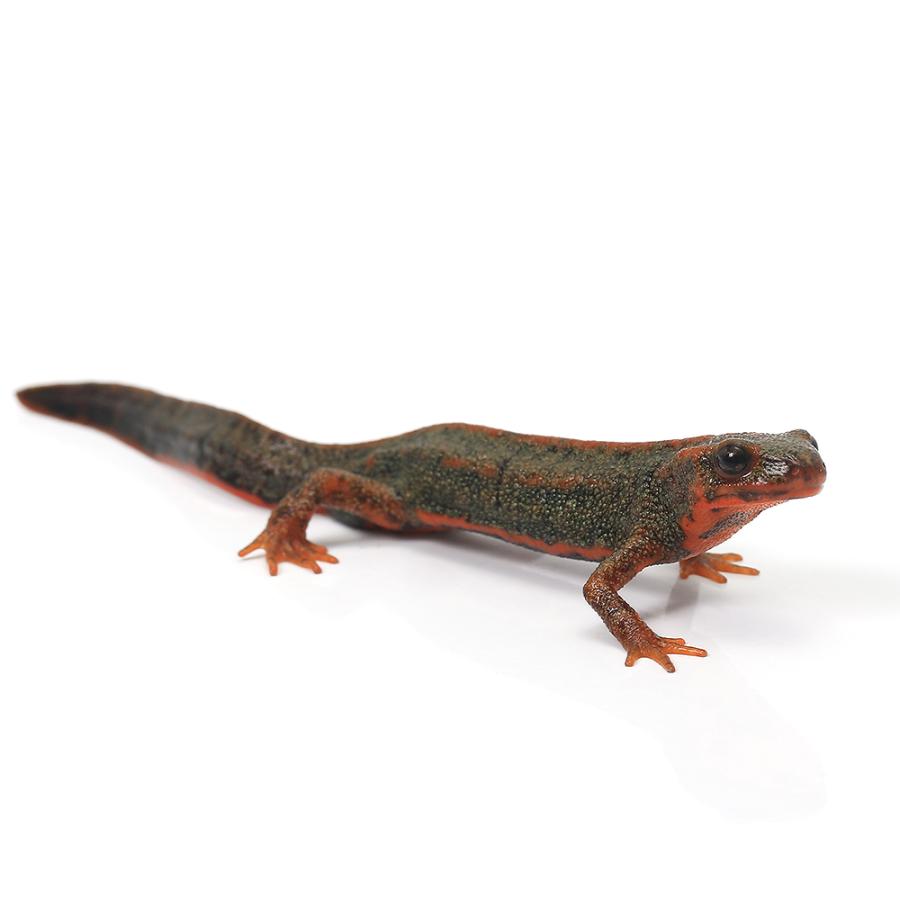 両生類）一点物 アマミシリケンイモリ 810788（1匹