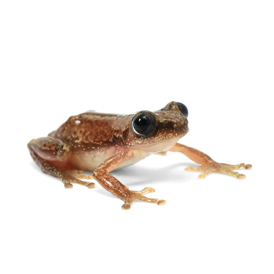 両生類）コンコロールクサガエル WC個体（1匹） 北海道・九州航空便