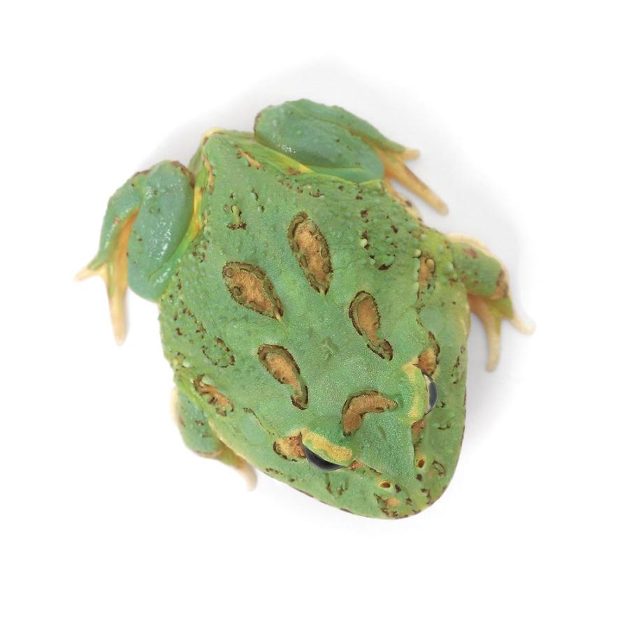 両生類）一点物 クランウェルツノガエル 色彩変異個体 CC−117