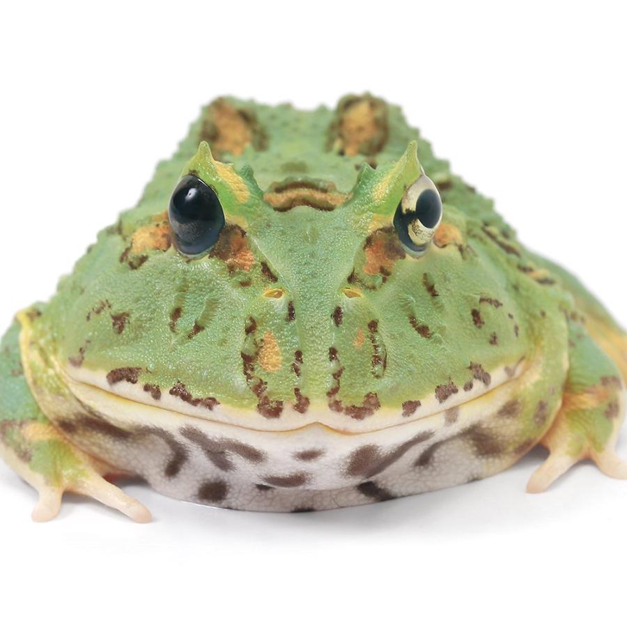両生類）一点物 クランウェルツノガエル 色彩変異個体 CC−117