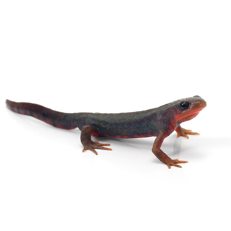 両生類）一点物 アカハライモリ 八丈島産 WC セレクト個体