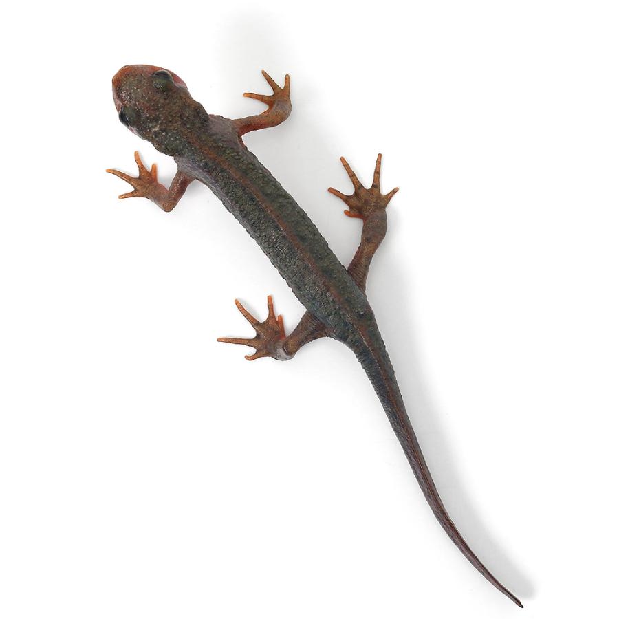 両生類）一点物 アカハライモリ 八丈島産 WC セレクト個体