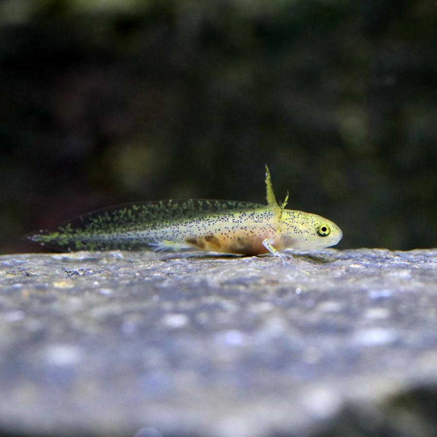両生類）アメイロイボイモリ 幼生 Sサイズ（5匹） 北海道・九州航空