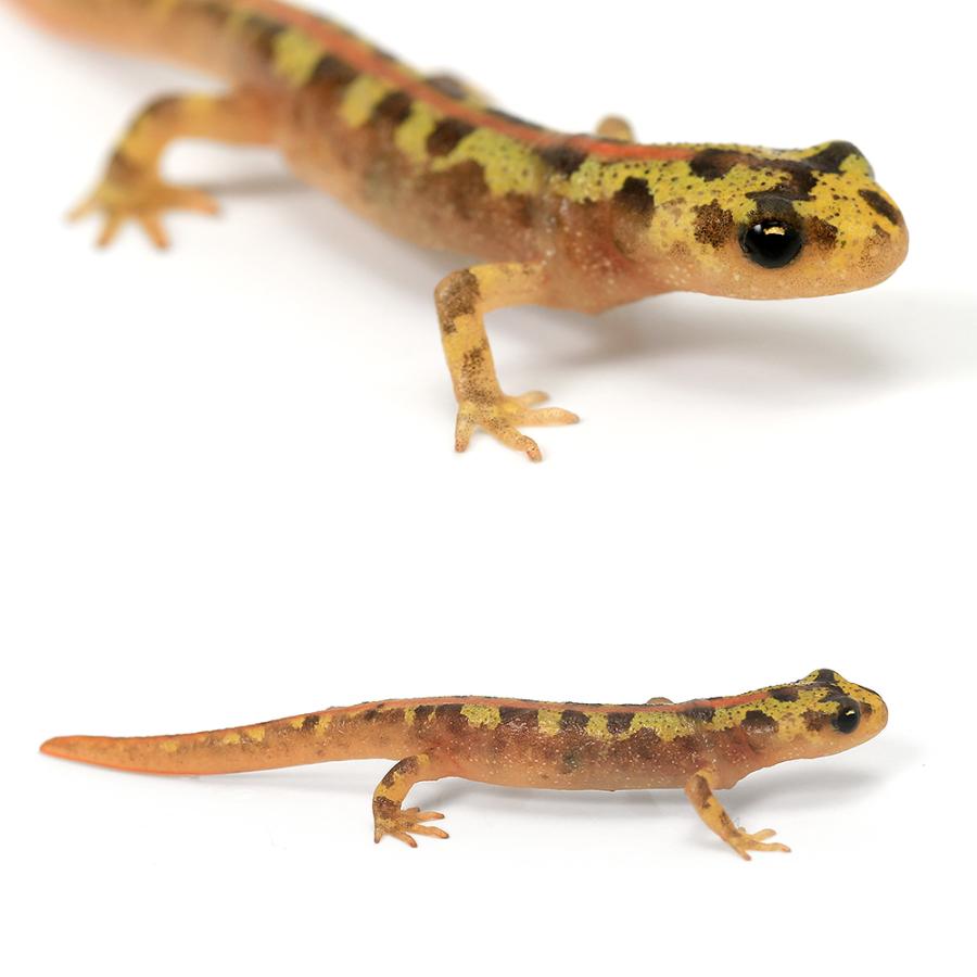 両生類）マダライモリ ベビー（1匹） 北海道航空便要保温 : チャーム