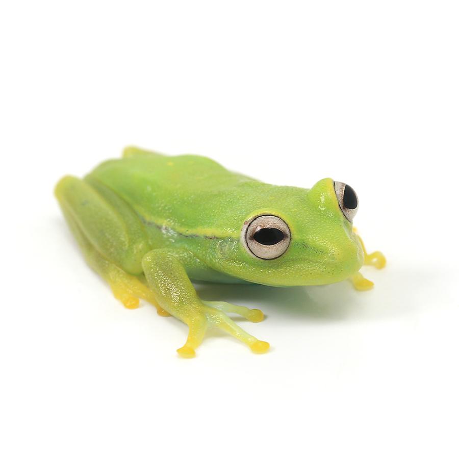 （両生類）ブチアマガエル　ＷＣ個体（１匹）　北海道・九州航空便要保温 の商品画像