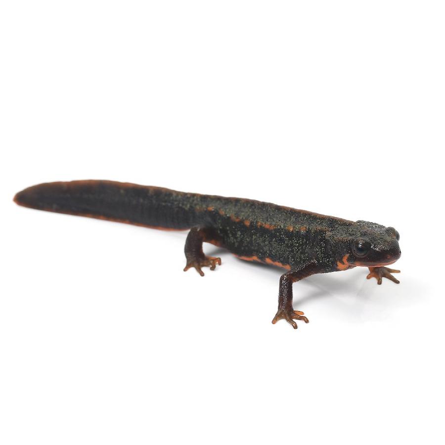 両生類）一点物 アマミシリケンイモリ WC個体 810926（1匹 