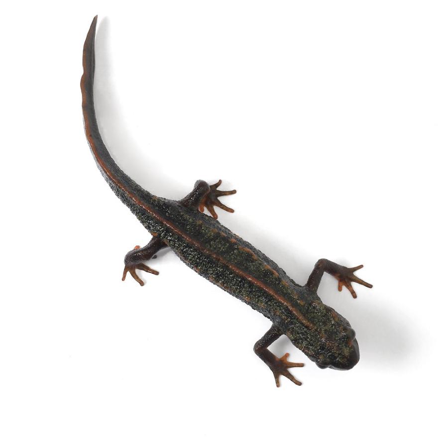 両生類）一点物 アマミシリケンイモリ WC個体 810926（1匹