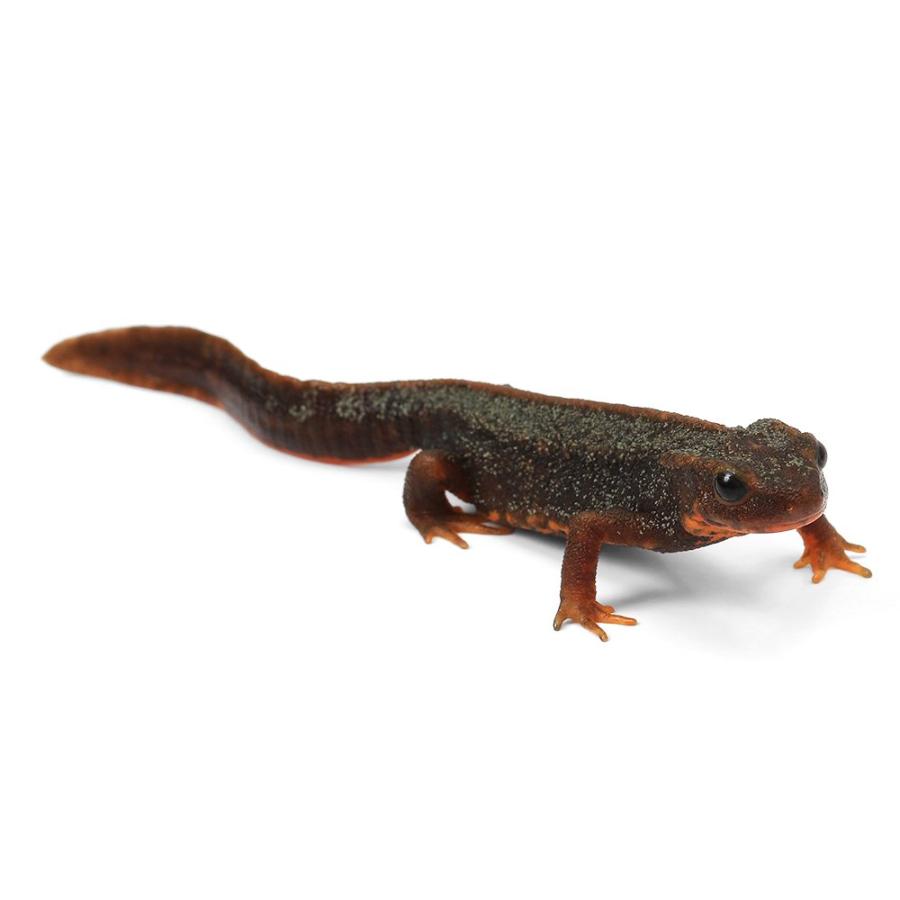 両生類）一点物 アマミシリケンイモリ WC個体 810933（1匹