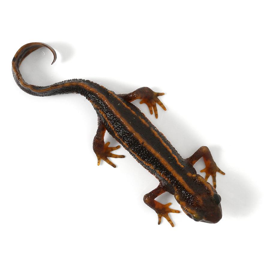 両生類）一点物 アマミシリケンイモリ WC個体 810956（1匹