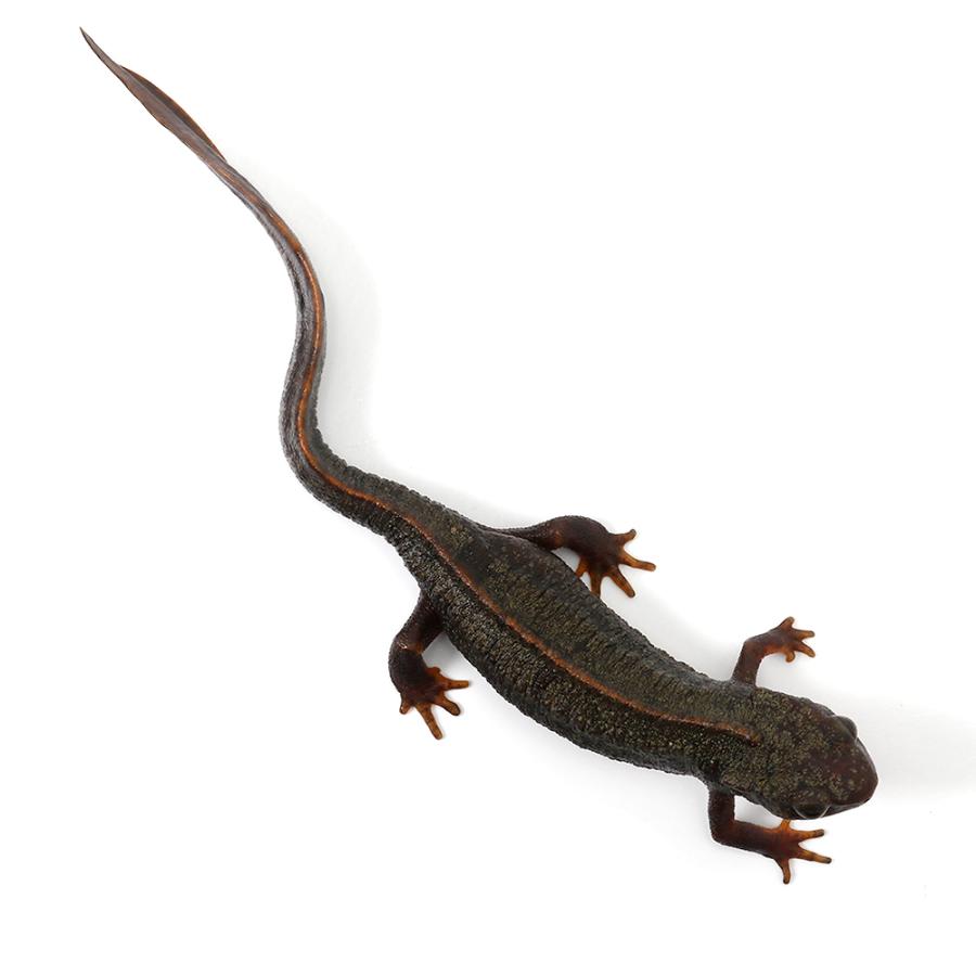 両生類）一点物 アマミシリケンイモリ WC個体 810958（1匹 
