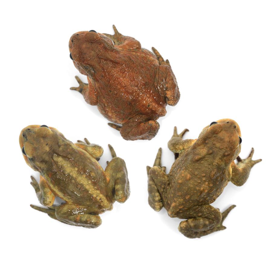 両生類）南大東島産 ミヤコヒキガエル WC個体 Mサイズ（3匹