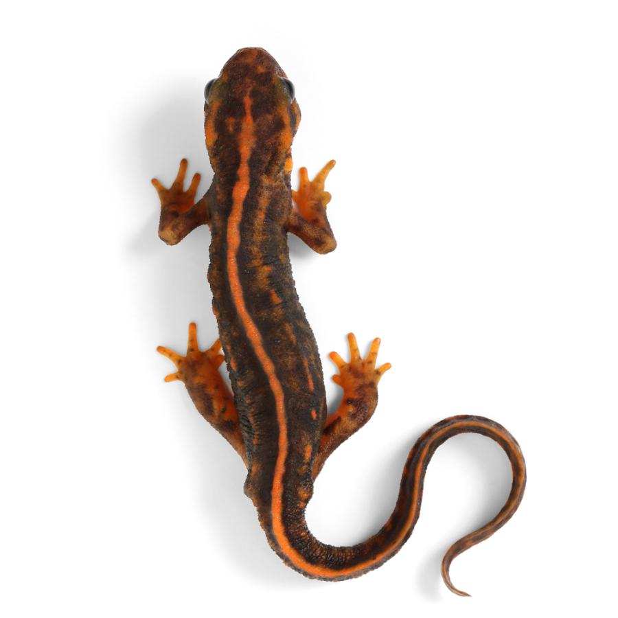 アマミシリケンイモリ　特殊カラー全身黄色紋　1匹 両生類）一点物 アマミシリケンイモリ WC個体 810933（1匹