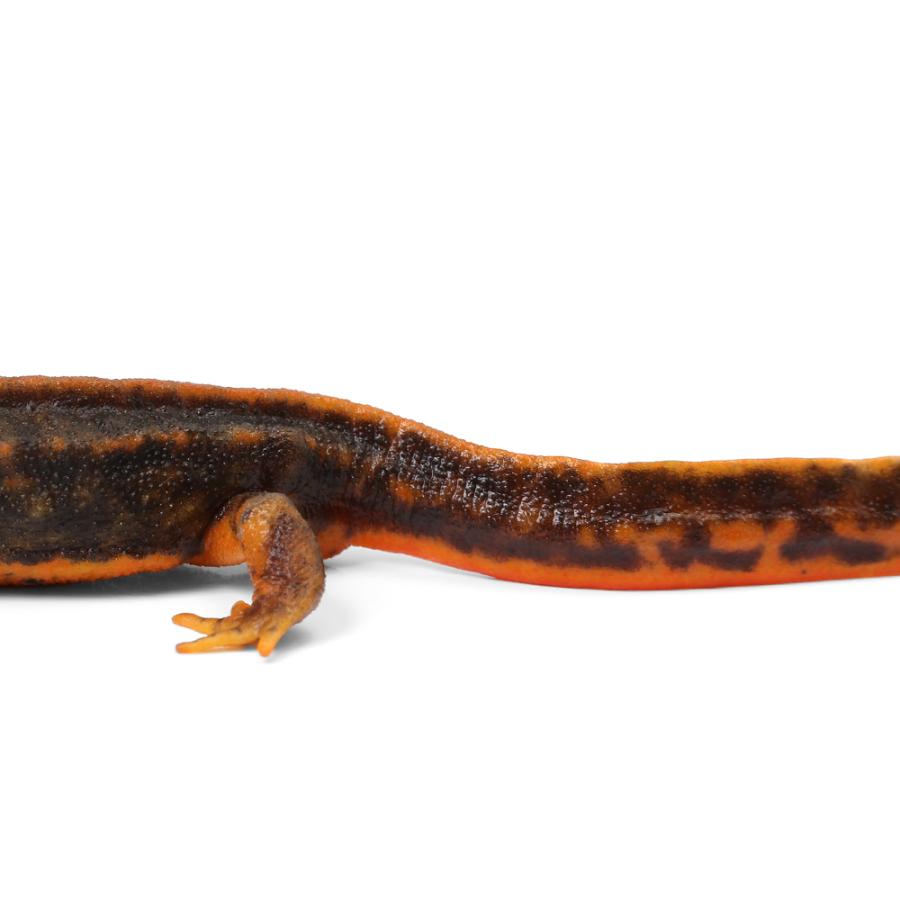 両生類）一点物 アマミシリケンイモリ WC個体 ♀ 810990（1匹