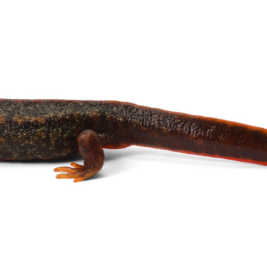両生類）一点物 アマミシリケンイモリ WC個体 ♀ 810992（1匹