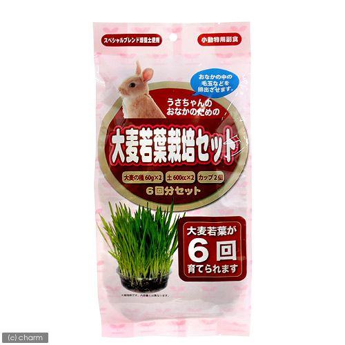アラタ うさちゃん用 大麦若葉栽培セット 6回分 うさぎ おやつ 毛玉