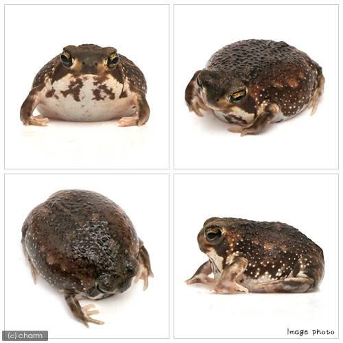 両生類）アメフクラガエル 南アフリカ産 WC個体（3匹） 北海道 