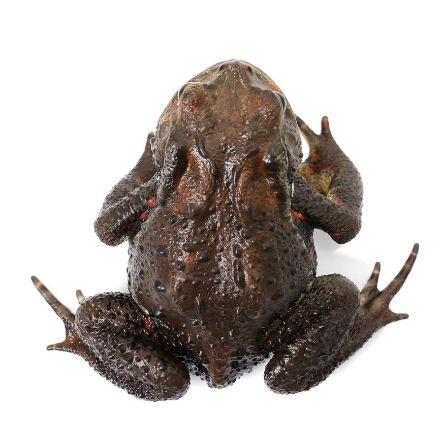 （両生類）一点物　アズマヒキガエル　ＷＣ個体　Ｌサイズ　８１１１４２（１匹）　北海道発送禁止