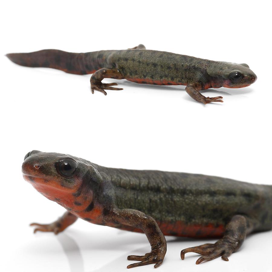 両生類）アカハライモリ スポットタイプ（1匹） : チャーム