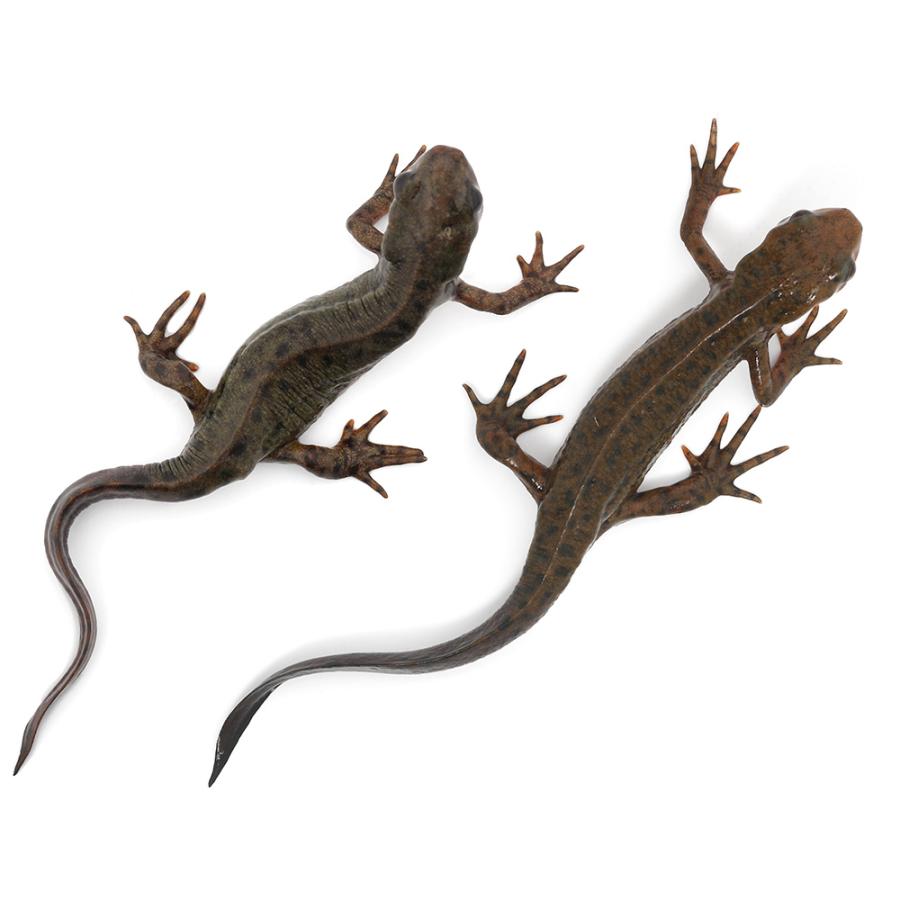 両生類）アカハライモリ スポットタイプ（1匹） 北海道航空便要