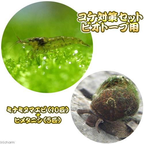 エビ 貝 コケ対策セット ビオトープ用 ミナミヌマエビ １０匹 ヒメタニシ ５匹 北海道航空便要保温 チャーム Charm Paypayモール店 通販 Paypayモール