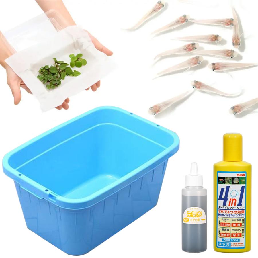 めだか 私の小さなアクアリウム シロメダカとトンボ角型タライジャンボ 水抜栓付 ６０型セット 説明書付き 本州四国限定 チャーム Charm Paypayモール店 通販 Paypayモール