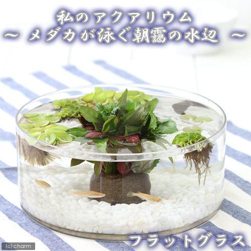 めだか 私のアクアリウム メダカが泳ぐ朝靄の水辺 フラットグラス 直径２５