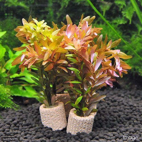 水草 ライフマルチ 茶 ロタラ ロトンディフォリア 水中葉 無農薬 １個 850円 Sale 56 Off